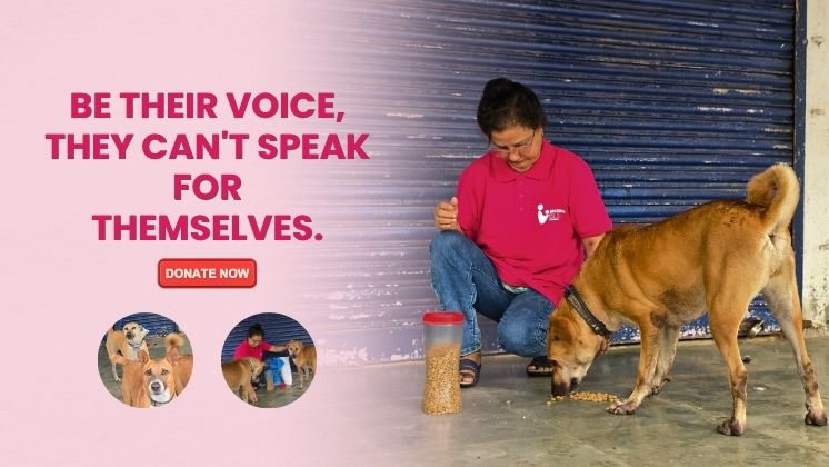 animal-welfare Image