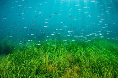 The Role Of Mangroves And Seagrasses In Marine Health