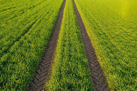 Visuals of Organic Farming 






        